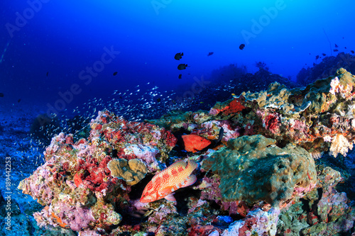 A coral grouper on a colorful tropical coral reef