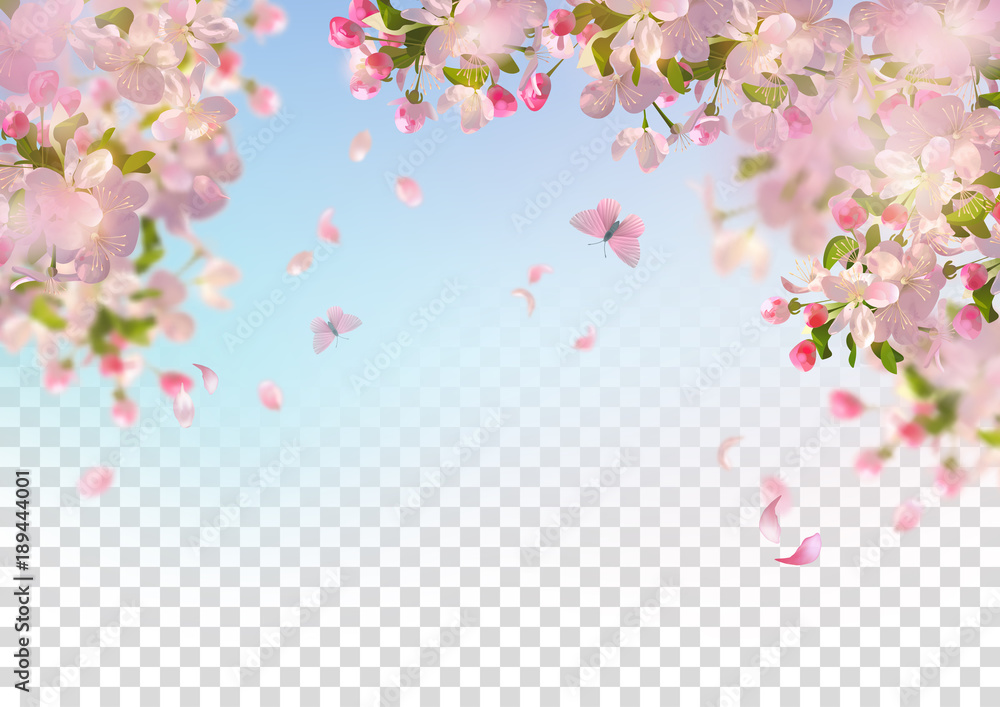 Obraz premium Spring Cherry Blossom