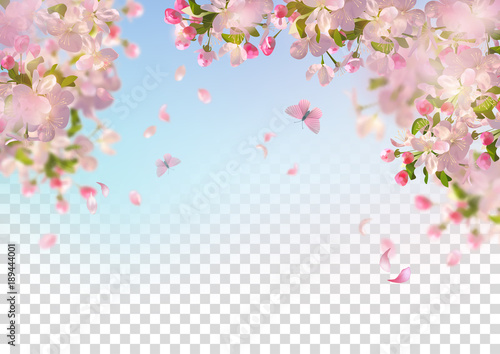 Spring Cherry Blossom photo