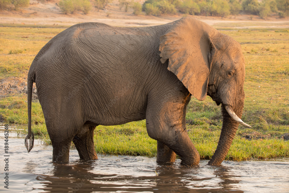 Fototapeta premium Elefanten (Elephantidae)