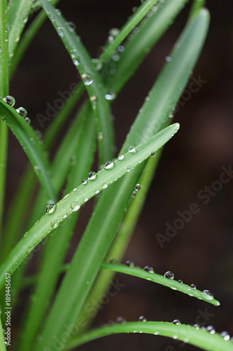grass after rain on a blurred background. grass stalks with water drops. herbal background with raindrops on a green blurred background. drop of water on grass stalk.