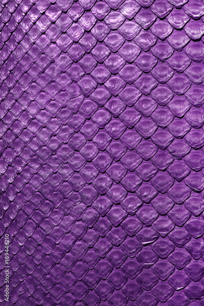 3400 Purple Snake Stock Photos Pictures  RoyaltyFree Images  iStock   Pink snake