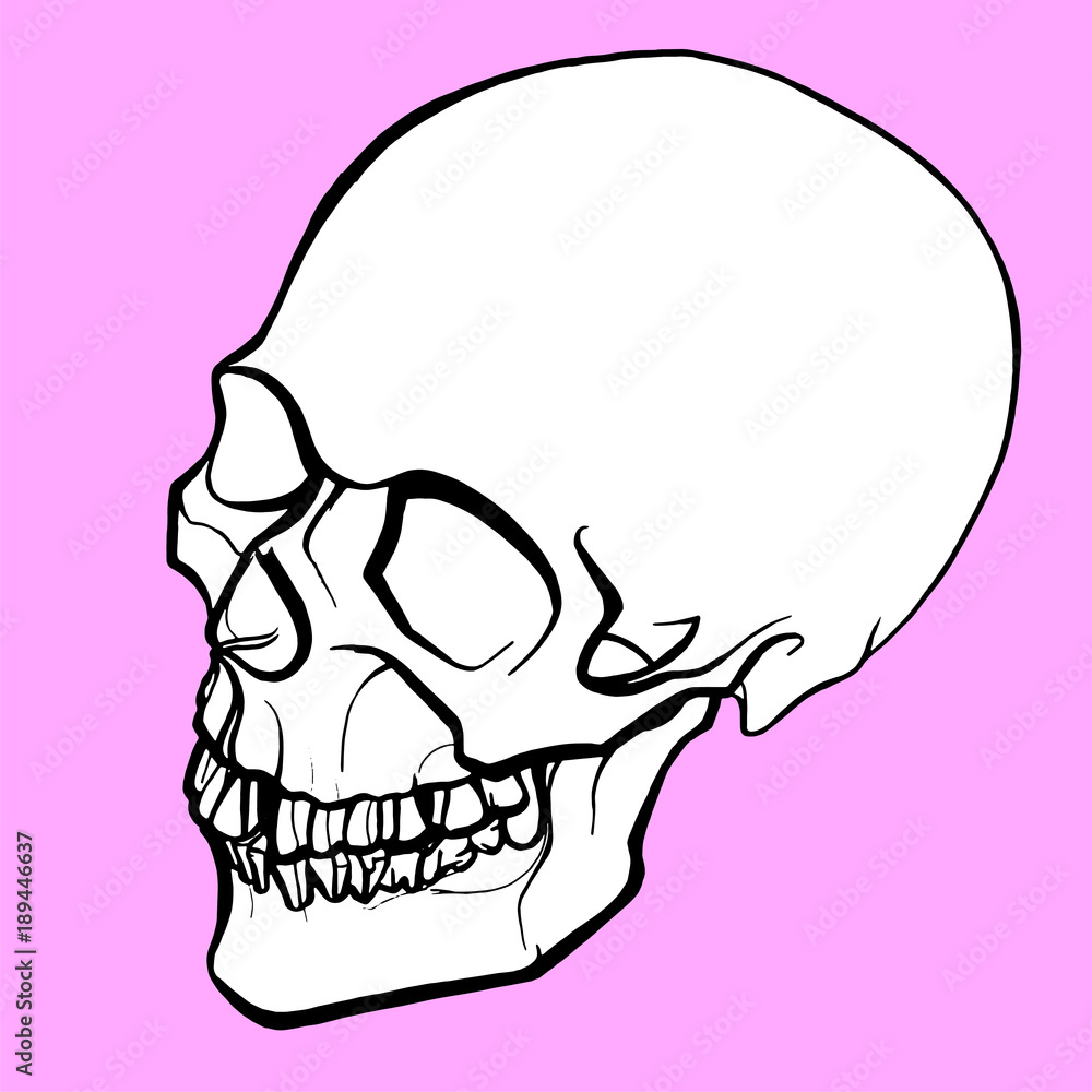 vector anatomical illustration of a white human skull with a black outline on a pink background vector anatomical illustration of a white human skull with a black outline on a pink background