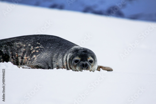 baby seal looking at camera 2 photo