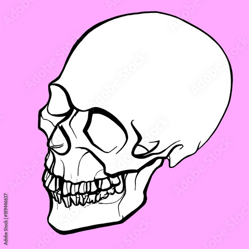 vector anatomical illustration of a white human skull with a black outline on a pink background