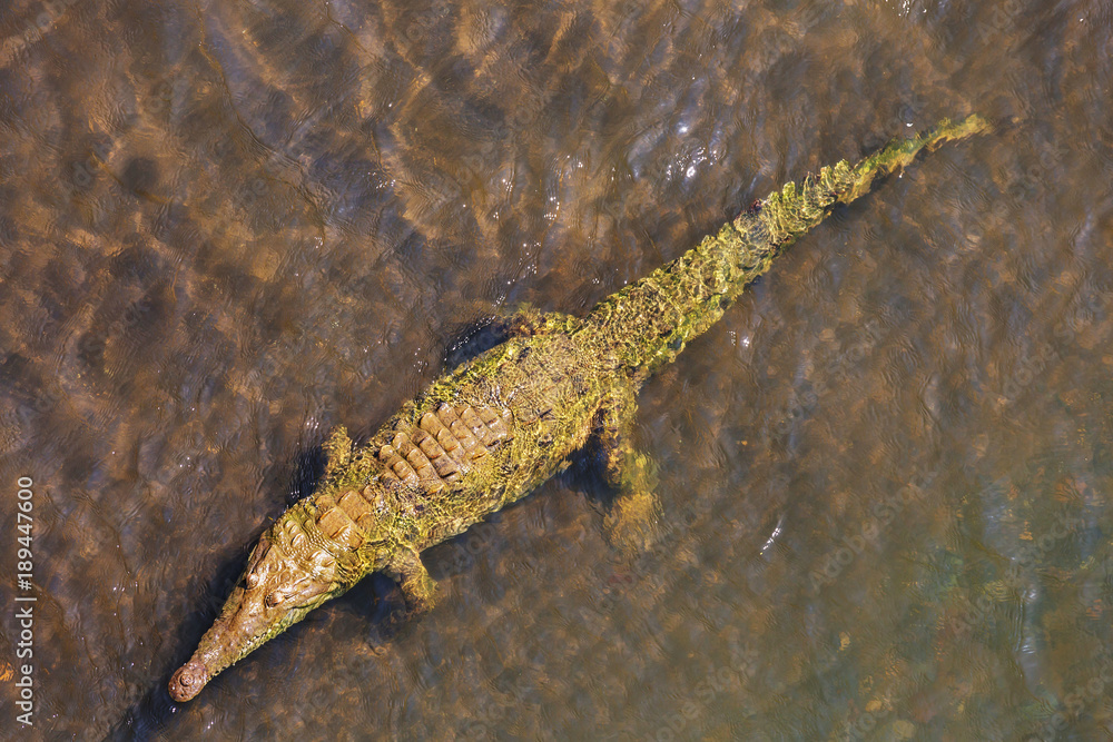 Crocodile Crocodile