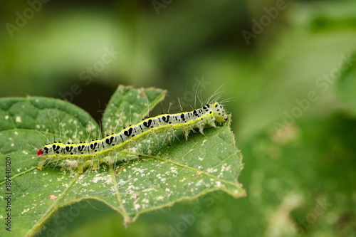 Image of Hairy caterpillar (Eupterote testacea) on green leaves. Insect Animal © yod67
