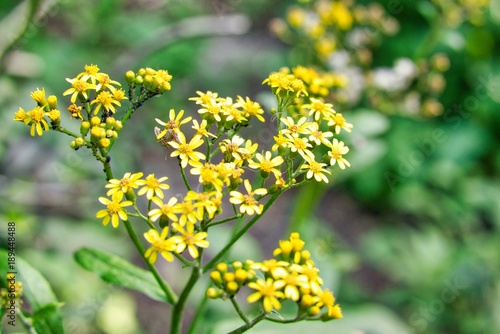 yellow flowers with insects