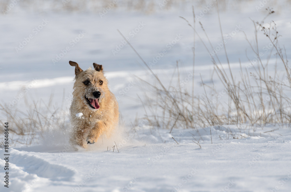 A small white Jack Russell Terrier dog is playing around in a meadow where there is a lot of snow in the winter. A small white Jack Russell Terrier dog is playing around in a meadow where there is a lot of snow in the winter.