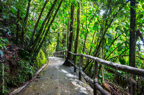 Jungle in Costa Rica