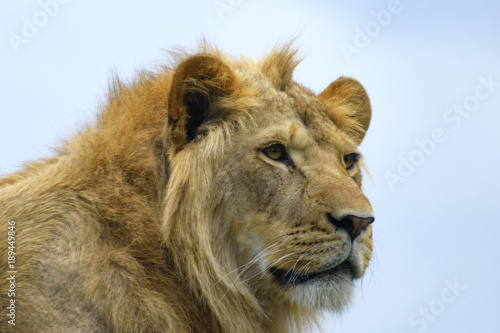 Fototapeta Naklejka Na Ścianę i Meble -   close up portrait of a young lion 