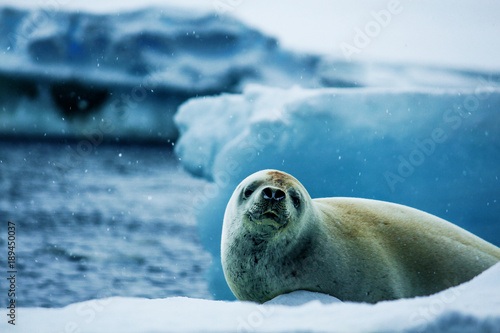 Seal mammal close photo