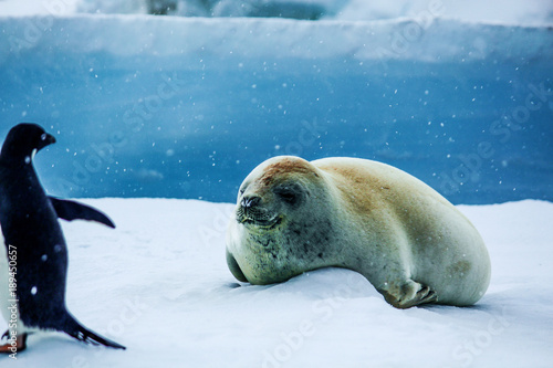 Seal mammal close 4 photo