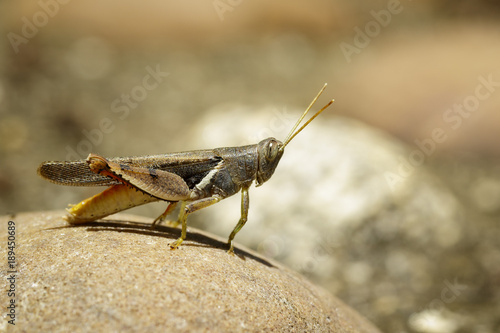 Image of White-banded Grasshopper(Stenocatantops splendens) on the rock. Insect. Animal.