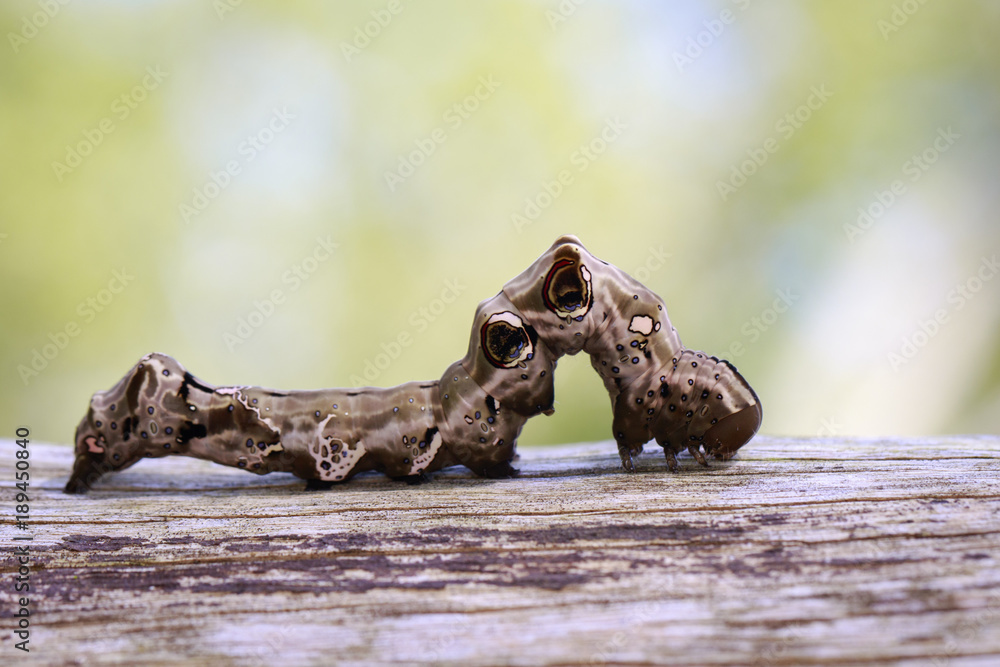 Image of brown caterpillar on brown dry timber. Insect. Animal