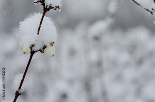 branch with white berries in the snow