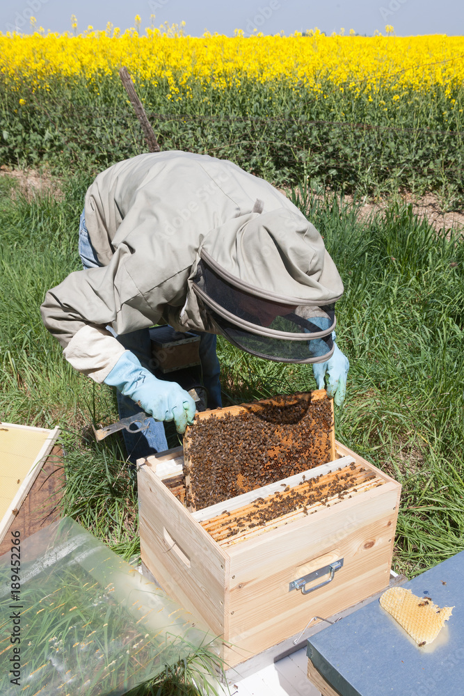 Apiculture - visite de printemps du rucher d'un apiculteur Apiculture - visite de printemps du rucher d'un apiculteur