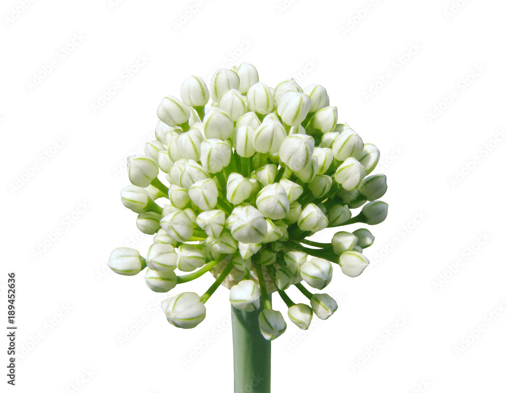Fototapeta premium White garlic buds on white background