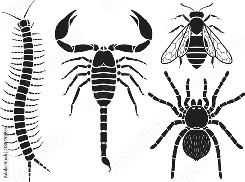 Poisonous insects set. Vector Illustrations.
