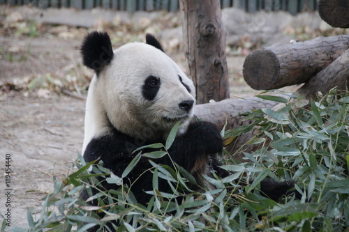 Fototapeta Naklejka Na Ścianę i Meble -  Giant Panda Eats Bamboo Leaves, China