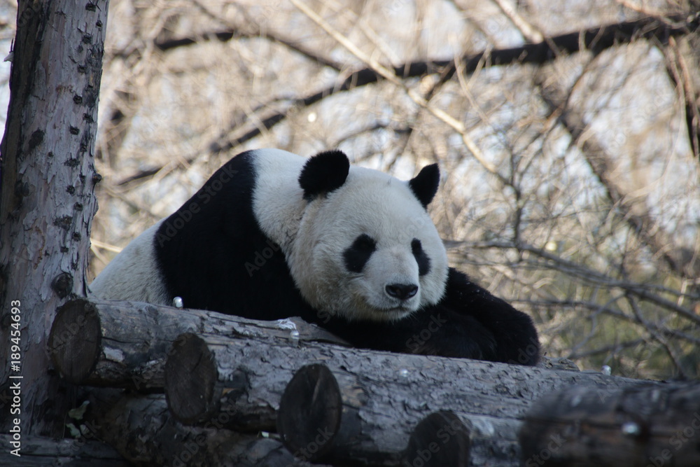 Obraz premium Giant Panda is Sleeping on the Wood Structure