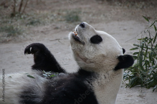 Fototapeta Naklejka Na Ścianę i Meble -  Giant Panda is Rolling on the Floor,Beijing