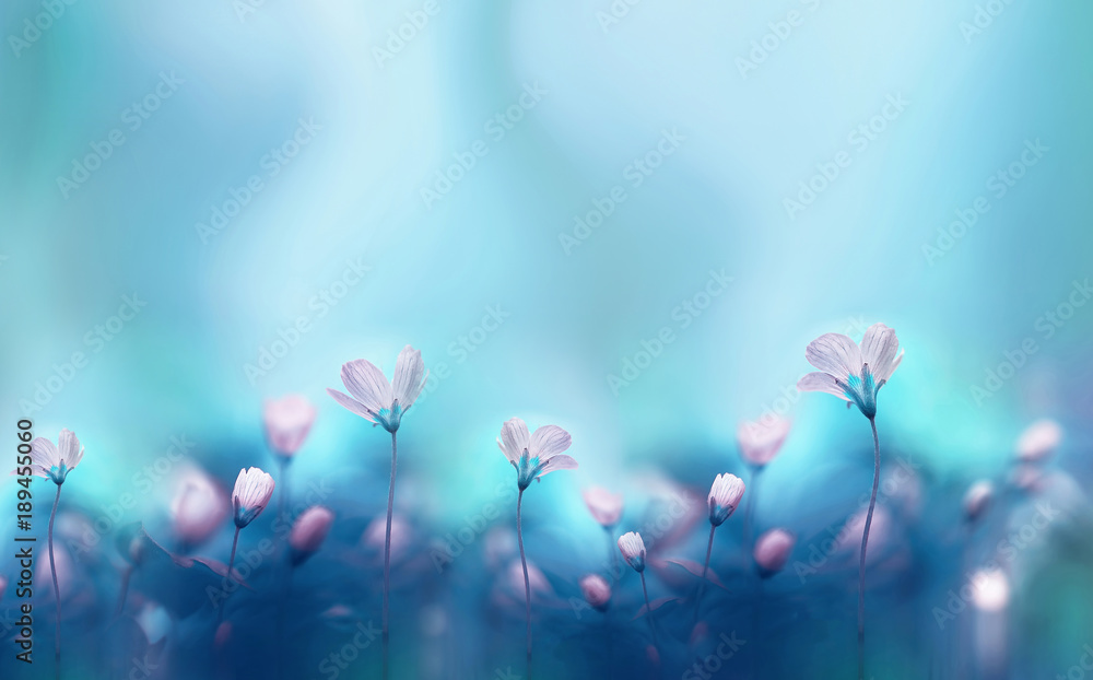 Spring forest white flowers primroses on a beautiful blue background macro.  Blurred gentle sky-blue background. Floral nature background, free space  for text. Romantic soft gentle artistic image. Stock Photo | Adobe Stock
