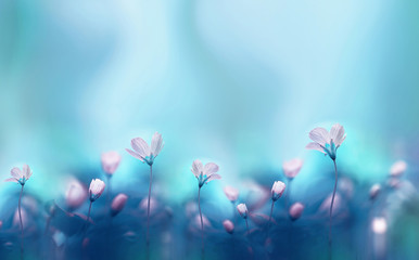 Spring forest white flowers primroses on a beautiful blue background macro. Blurred gentle sky-blue background. Floral nature background, free space for text. Romantic soft gentle artistic image.
