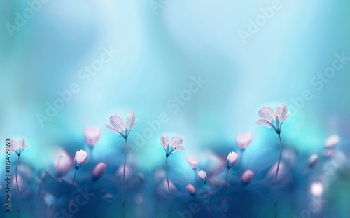 Spring forest white flowers primroses on a beautiful blue background macro. Blurred gentle sky-blue background. Floral nature background, free space for text. Romantic soft gentle artistic image.