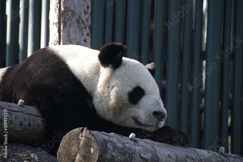 Fototapeta Naklejka Na Ścianę i Meble -  Giant Panda is Sleeping on the Wood Structure