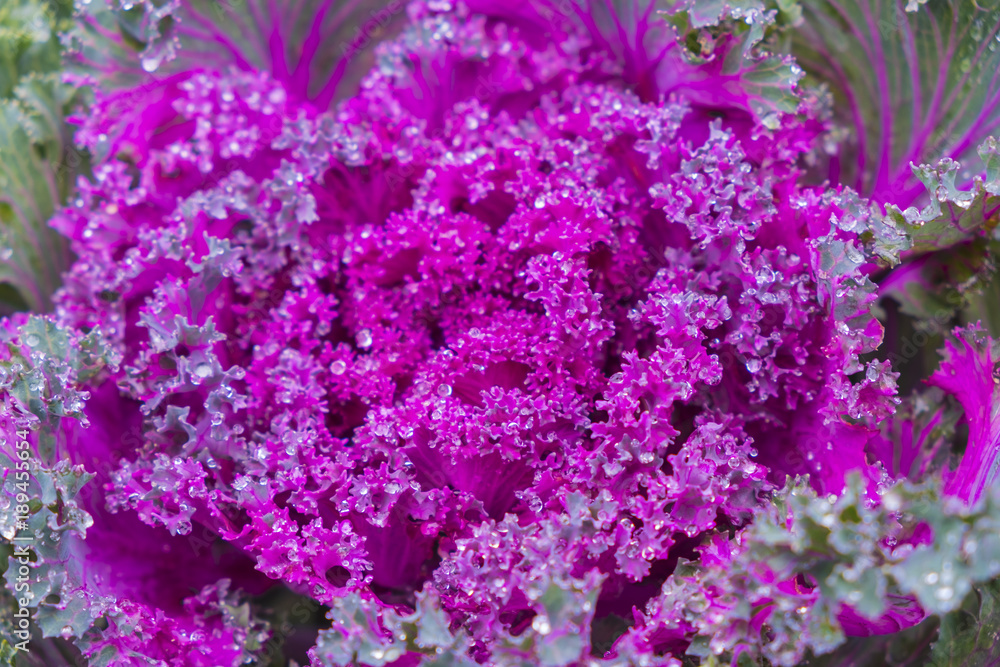 Close up.Decorative purple cabbage(Brassica oleracea).