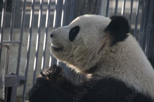 Fototapeta Naklejka Na Ścianę i Meble -  Giant Panda in China