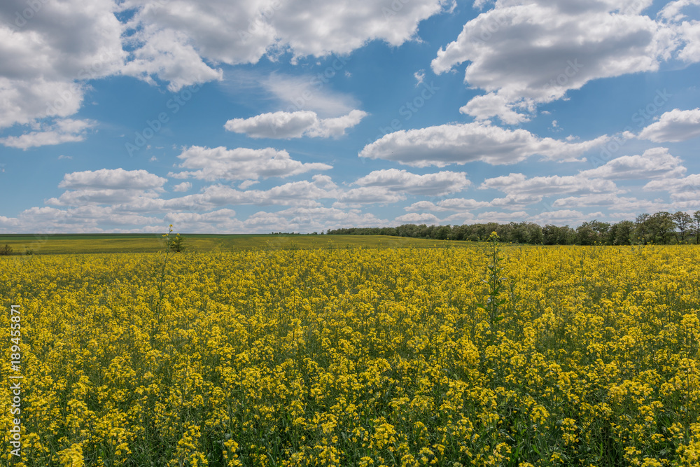 Field of bright yellow rapeseed in spring. Rapeseed Brassica napus oil seed rape
