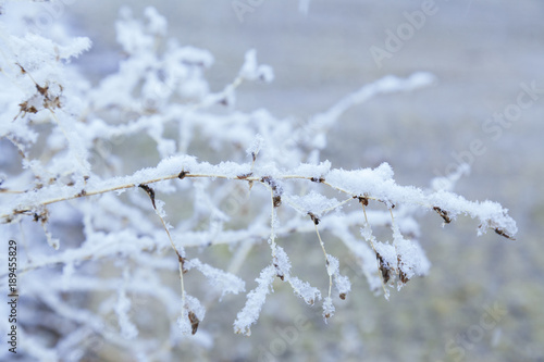 close up of a frozen branch on the park