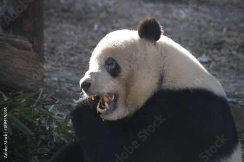 Fototapeta Naklejka Na Ścianę i Meble -  Giant Panda Eats Bamboo Leaves, China