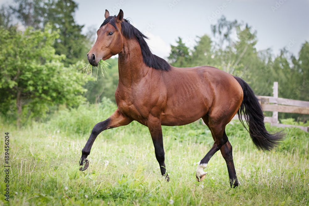 Bay horse running trot on the field in summer