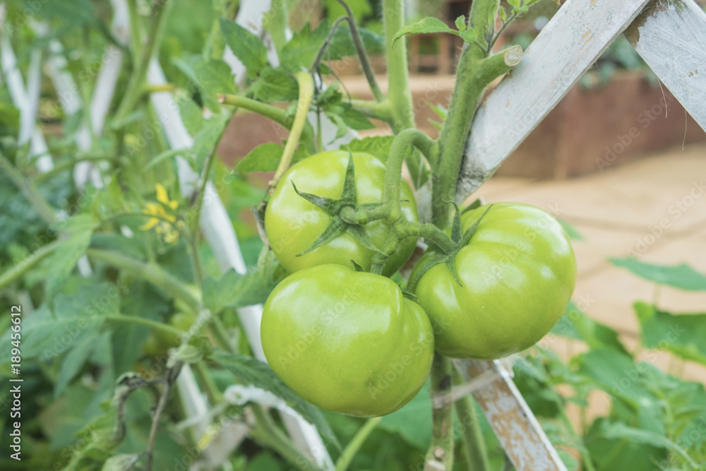 Fresh green tomatoes on white bamboo strips weave in the garden. Fresh green tomatoes on white bamboo strips weave in the garden.