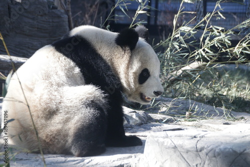 Fototapeta Naklejka Na Ścianę i Meble -  Giant Panda on the Playground