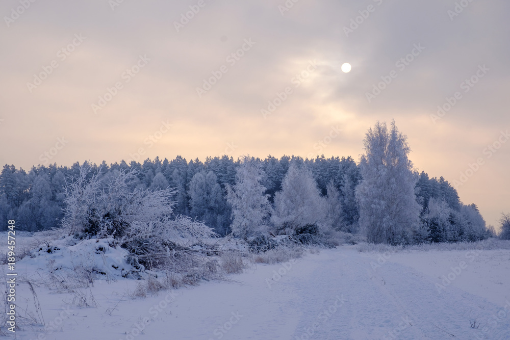 beautiful winter forest and the sun through the haze of fog