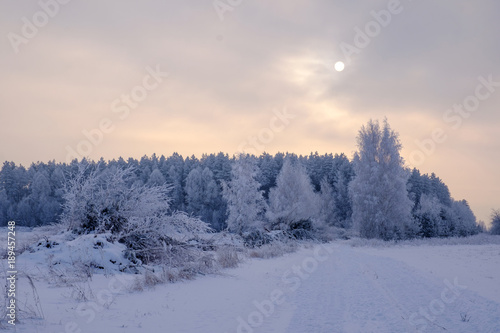 beautiful winter forest and the sun through the haze of fog © androsov858