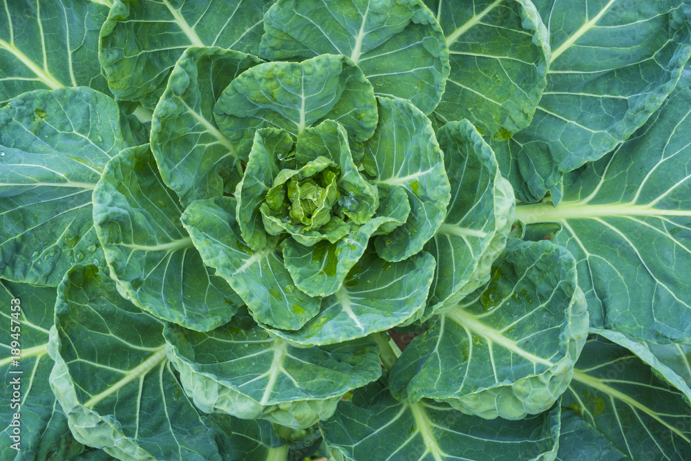 Close up.Fresh Organic Brussels Sprouts Tree on Farm. Close up.Fresh Organic Brussels Sprouts Tree on Farm.