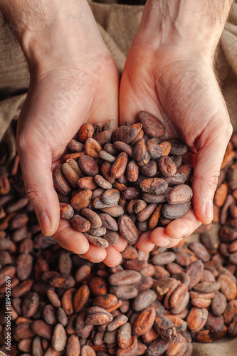 Hands holding raw cocoa beans