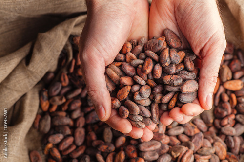 Hands holding raw cocoa beans