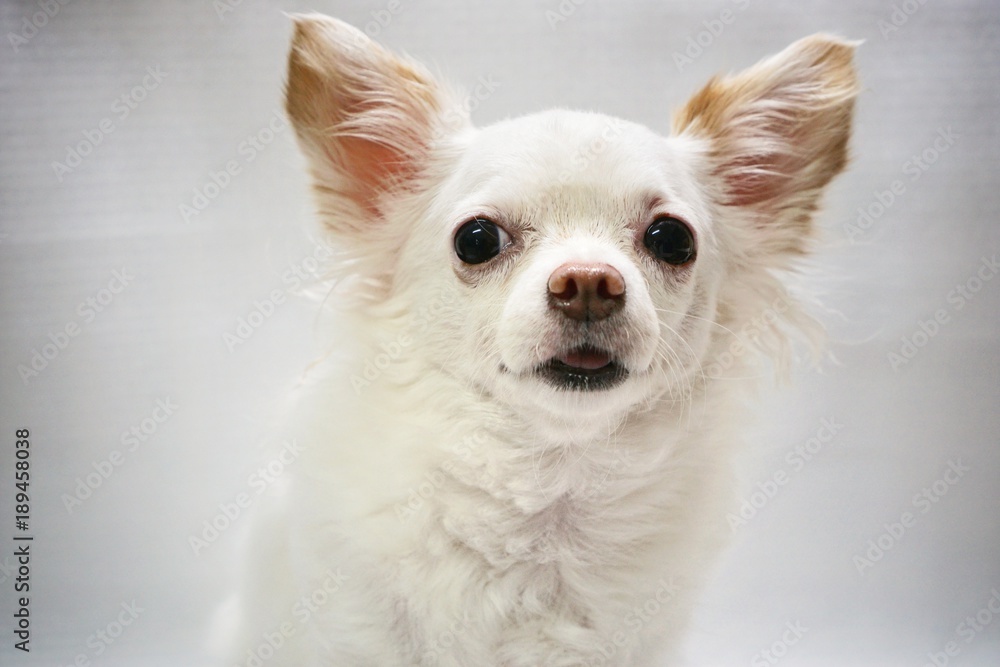 white Chihuahua dog looking at the camera on the white background. isolated white Chihuahua dog looking at the camera on the white background. isolated