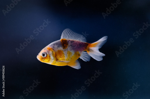 Goldfish Fantail Calico Multicolour
