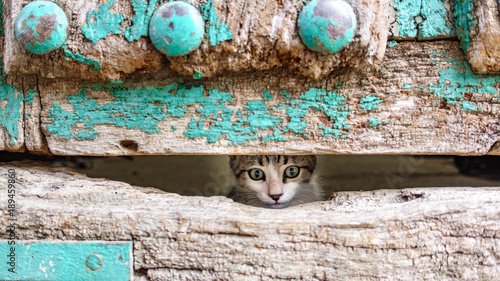 Small kitty head through old wooden door hole photo