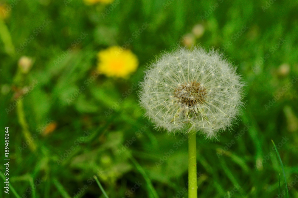 Dandelion with fluffs