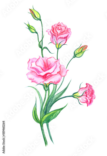 Bouquet of pink eustoma, watercolor painting on white background, isolated with clipping path. Pink lisianthus, hand drawing.