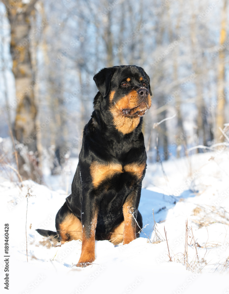 young purebred rottweiler in the nature young purebred rottweiler in the nature
