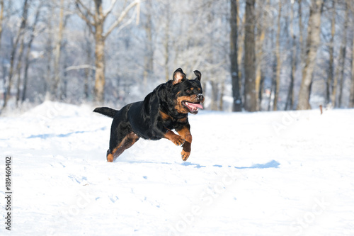 Rottweiler plays in the snow